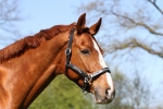 Tyson's Breeches / Conner