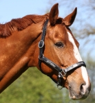 Tyson's Breeches / Conner