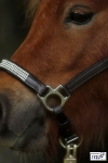 Tyson's Breeches / Glitzer