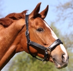 Tyson's Breeches / Herkules