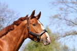Tyson's Breeches / Herkules