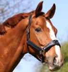 Tyson's Breeches / Herkules