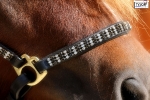 Tyson's Breeches / Max