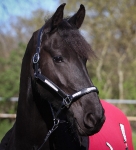 Tyson's Breeches / Nala