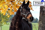 Tyson's Breeches / Strass
