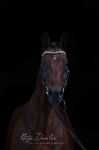 Equine Concept / Stirnriemen Shades of Black