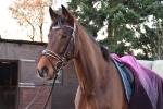 Ascot / Schwarz-Beige / Lack