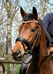 Ascot / Schwarz