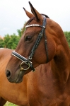 Ascot / Schwarz-Weiß