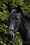 Ascot / Schwarz-Weiß / Lack