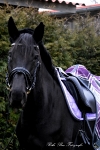 Ascot / Schwarz / Strass