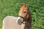 Ascot / Schwarz