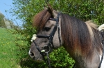 Ascot / Schwarz