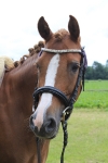Ascot / Schwarz
