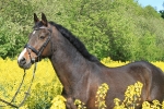 Ascot / Schwarz