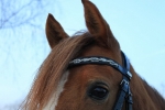 Ascot / Schwarz