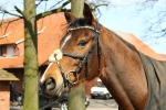 Ascot / Schwarz