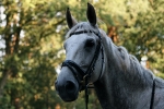 Ascot / Schwarz / Lack