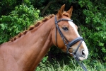 Ascot / Schwarz
