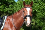 Ascot / Schwarz