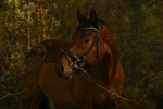 Ascot / Schwarz / Lack