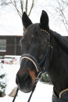 Ascot / Schwarz-Beige