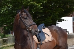 Ascot / Dunkelbraun-Schwarz