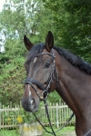 Ascot / Dunkelbraun-Schwarz