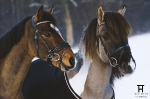 Ascot / Schwarz