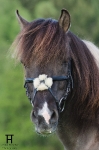 Ascot / Schwarz