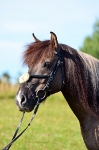 Ascot / Schwarz
