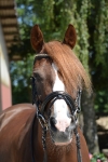 Ascot / Giraffe