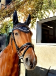 Ascot / Schwarz-Cognac