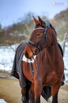 Ascot / Schwarz / Lack
