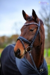 Ascot / Schwarz / Lack
