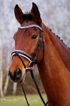 Busse / Comfort