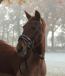 Harry's Horse / Chique Schwarz