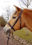 Harry's Horse / Luxe Dunkelbraun