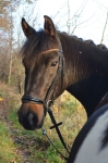 HKM / Carolin