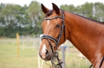 HKM / Lady Schwarz