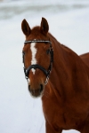 HKM / Starlight