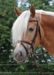 Horze / Constance
