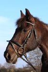 Horze / Go Lucky