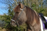 Hunter / Starlite