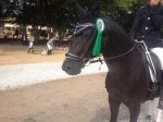 Velicea Saddles