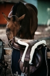 KENTUCKY Horsewear / Sheepskin Stud Girth Special Brown
