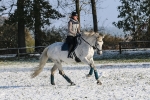 Stübben / Equi-Soft Schwarz 