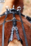 Tyson's Breeches / Einspännergeschirr