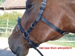 Tyson's Breeches / Kappzaum