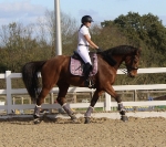 Eskadron / Big Square Glossy Orchidmauve 